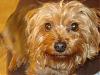 Anmaco Yorkies - UK-december-074.jpg