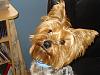 Anmaco Yorkies - UK-december-023.jpg