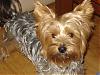 Anmaco Yorkies - UK-dsc01828.jpg