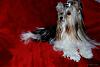 Biewer Yorkie in his "Formal" Bow :_) :-)-bow110.jpg