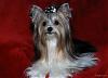 Biewer Yorkie in his "Formal" Bow :_) :-)-bow210.jpg
