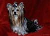 Biewer Yorkie in his "Formal" Bow :_) :-)-bow101.jpg