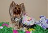 Easter Pixs of Stormy, Kylee, Lexi & Scruffy-mar-212_kylee.jpg