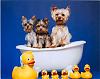 Ruby and 3 Yorkies in a Tub-puppies-rubber-duckies.jpg