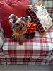 My Yorkies Go to Private School-school-dress-1.jpg