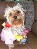 Lola says Aloha-lolabear-011.jpg