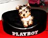 MeiLing doing it Playboy style.-crdsc04936-vi.jpg