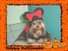 Halloween Pics-simg5328-800-x-600-.jpg