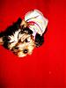 MeiLing in her monkey daze dress from Emldshdwqueen.-crdsc04991-vi.jpg