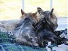 Best Buddy Brothers-snuggle-buddies_march-16.jpg