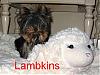 Hairy Monster and Lambkins-lambkins.jpg