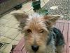 Alfie Yorkie x Westie-sp_a0293.jpg