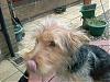 Alfie Yorkie x Westie-sp_a0292.jpg