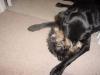 New pictures of Gracie!!!!-dsc01328.jpg