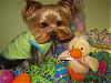 Stedman Wants to Wish All His Yorkie Buddies a Happy Easter!-s1.jpg