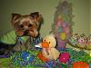 Stedman Wants to Wish All His Yorkie Buddies a Happy Easter!-s2.jpg