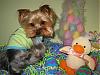 Stedman Wants to Wish All His Yorkie Buddies a Happy Easter!-s4.jpg