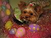 "Hoppy Easter" from Little Miss Bunny Tate Tate!-t5.jpg