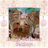 Happy 1st Birthday Paisley Noelle-cid_000b01c88dcd-39b36790-6500a8c0-laptop.jpg