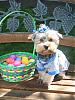 Memphis and his Sis Easter-basketmemp.jpg