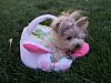 Happy Easter from Teddi-easter-basket-teddi-1.jpg