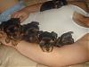 ♥Happy 4-5 weeks to "The Fab 5"!!♥-dsc05952.jpg