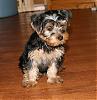 Here's Melody, our newest Yorkie!-melody1.jpg