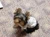 Bentley in his new shirt-p3210004.jpg