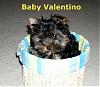 Odd Request:Pics of your 6-7lb yorkies-tinos-baby-pic.jpg