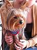 Odd Request:Pics of your 6-7lb yorkies-cococaribousm.jpg