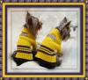 Sports Yorkies!! Post your photo!!-ga8p0022web.jpg