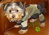 Digby in Tinkerbell's Closet Camo-digby-yorkie-talk.jpg