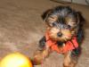 Sports Yorkies!! Post your photo!!-soccer2.jpg