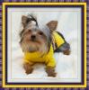 Sports Yorkies!! Post your photo!!-cooperweb.jpg