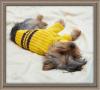 Sports Yorkies!! Post your photo!!-cooper2web.jpg