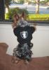 Sports Yorkies!! Post your photo!!-raiders.jpg