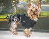 Sports Yorkies!! Post your photo!!-raiders2.jpg