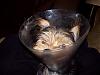 My,what a Cute Conehead,U have, my dear!-100_1559.jpg