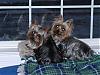 Yorkie girls - check out the boys!!!-posing-mommy_mar-08.jpg