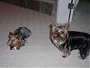 Yorkie girls - check out the boys!!!-wheres-my-soccer-ball_mar-08.jpg