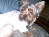 Sports Yorkies!! Post your photo!!-gucci-ny-yankees2.jpg
