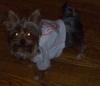 Sports Yorkies!! Post your photo!!-gucci-ny-yankees3.jpg