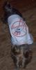 Sports Yorkies!! Post your photo!!-gucci-ny-yankees4.jpg