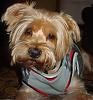 Pictures of haircuts-harley-feb.25-08.jpg