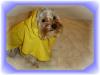 Winter Clothes !!-yoda-rain-coat-10-07-05.jpg