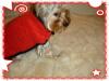 Winter Clothes !!-yoda-red-coat-10-07-05.jpg