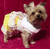 Please Meet Pebbles-pebbles_in_yellow_dress_website_picture.jpg