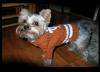Sports Yorkies!! Post your photo!!-dscn0237_email.jpg