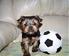 Soccer Team Prospect or what?????-100_2671.jpg