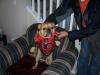 Sports Yorkies!! Post your photo!!-roxy.jpg
